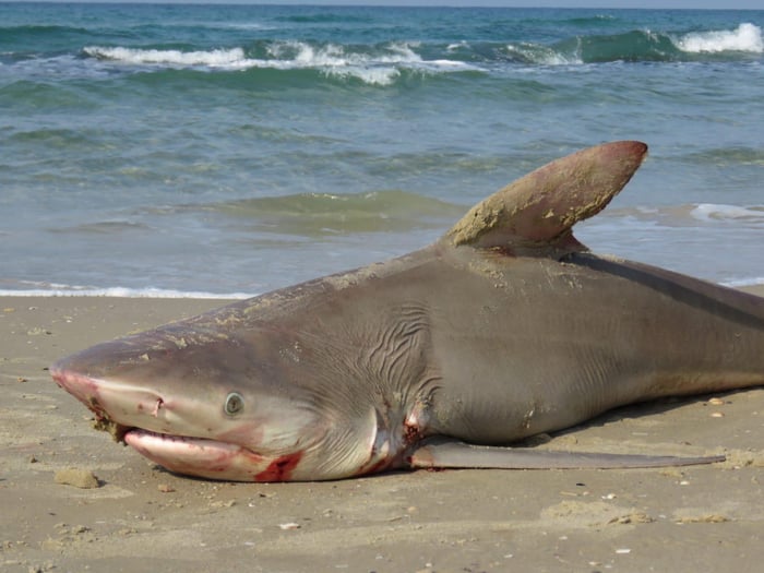 Sandbar shark on Hadera beach