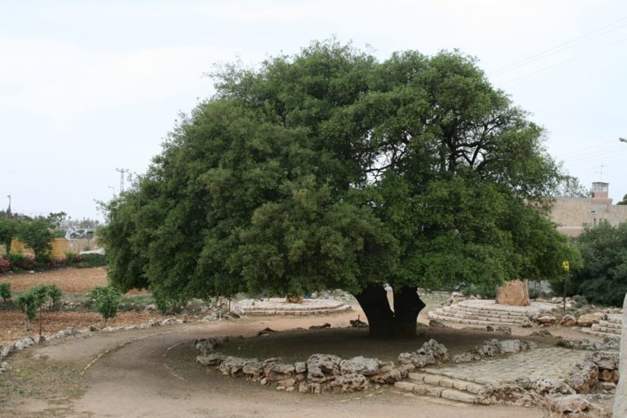 The lonely oak, symbol of Gush Etzion. We will return to Gush Katif