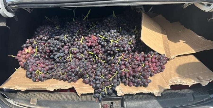 The grapes that were seized