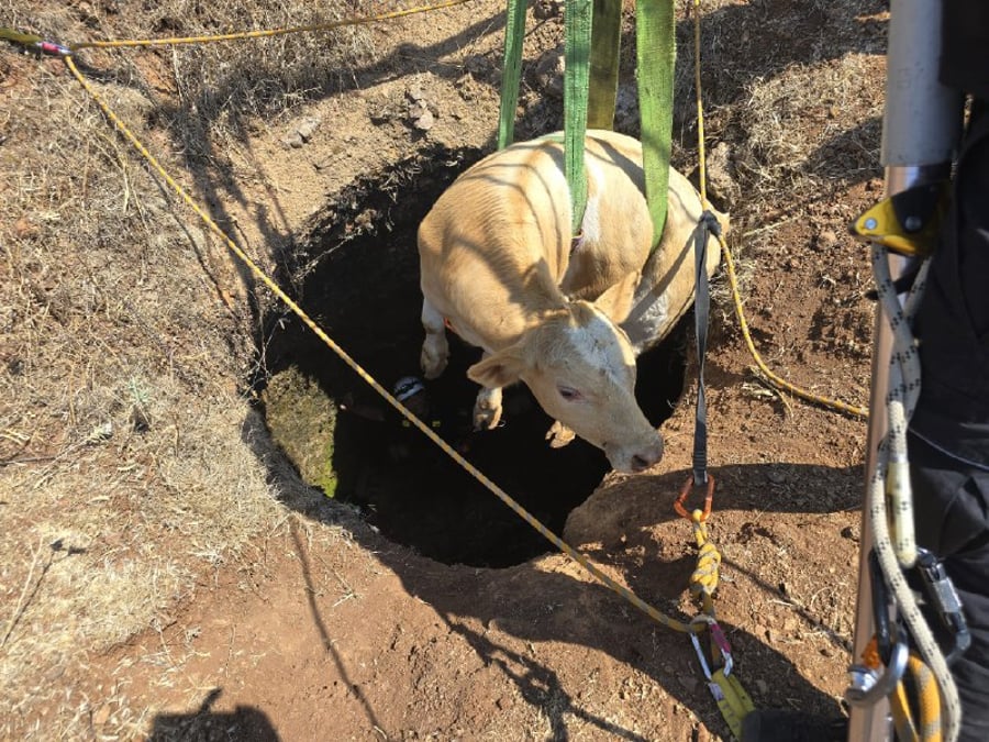 The rescued calf.