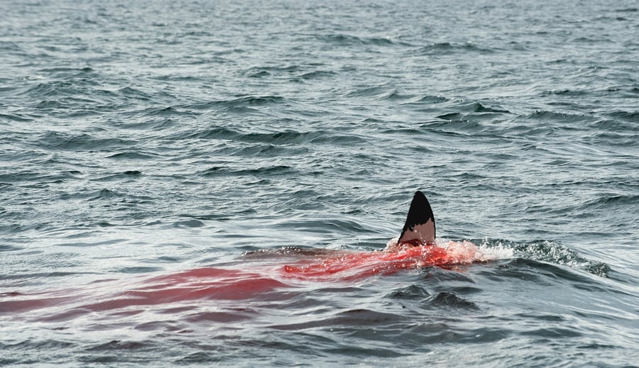 Fin of a Great White Shark 