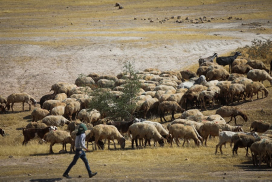 Sparking Outrage: Left-wing activist helps Arab shepherds following ...