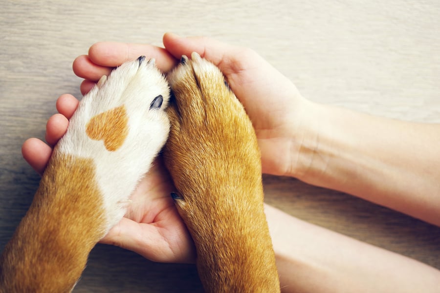 Dog paws and human hands