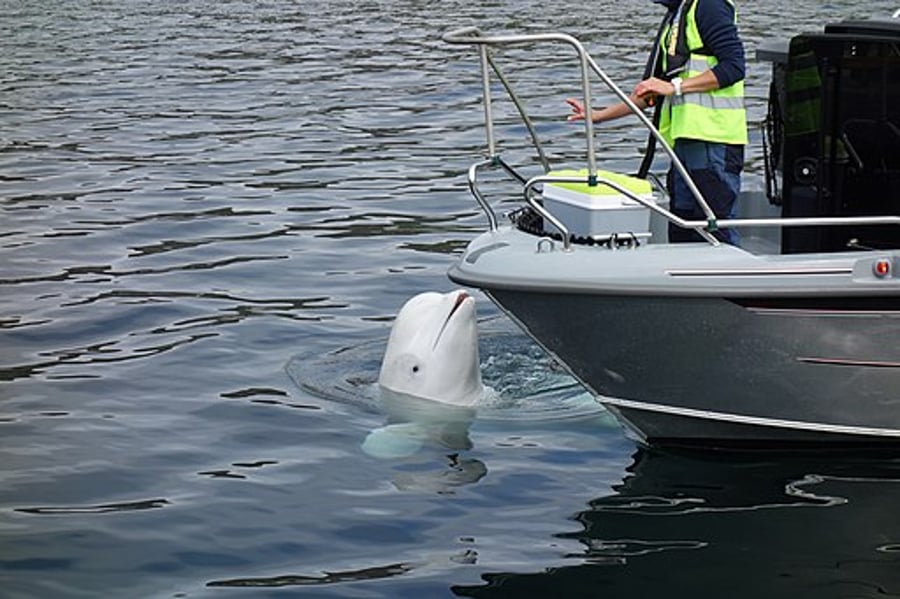 Hvaldimir, a beluga whale suspected of being a Russian spy