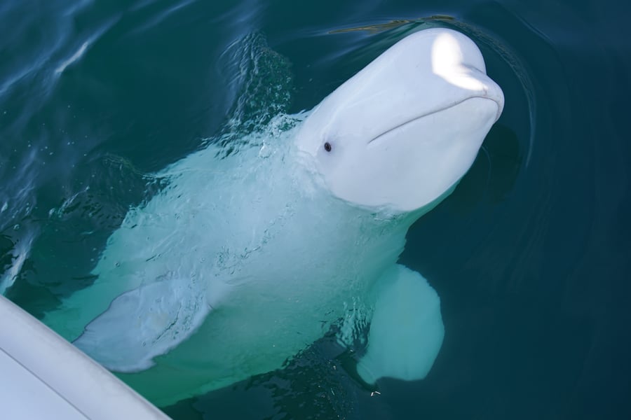 Hvaldimir, a beluga whale suspected of being a Russian spy