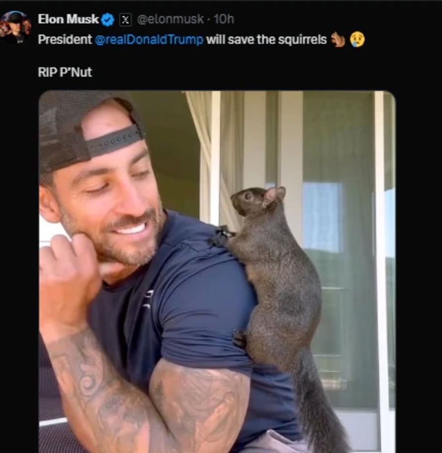 Musk's post on Peanut the Squirrel