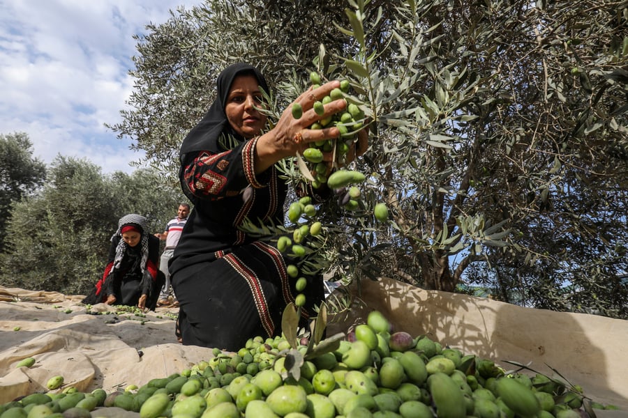 Palestinian olive harvest