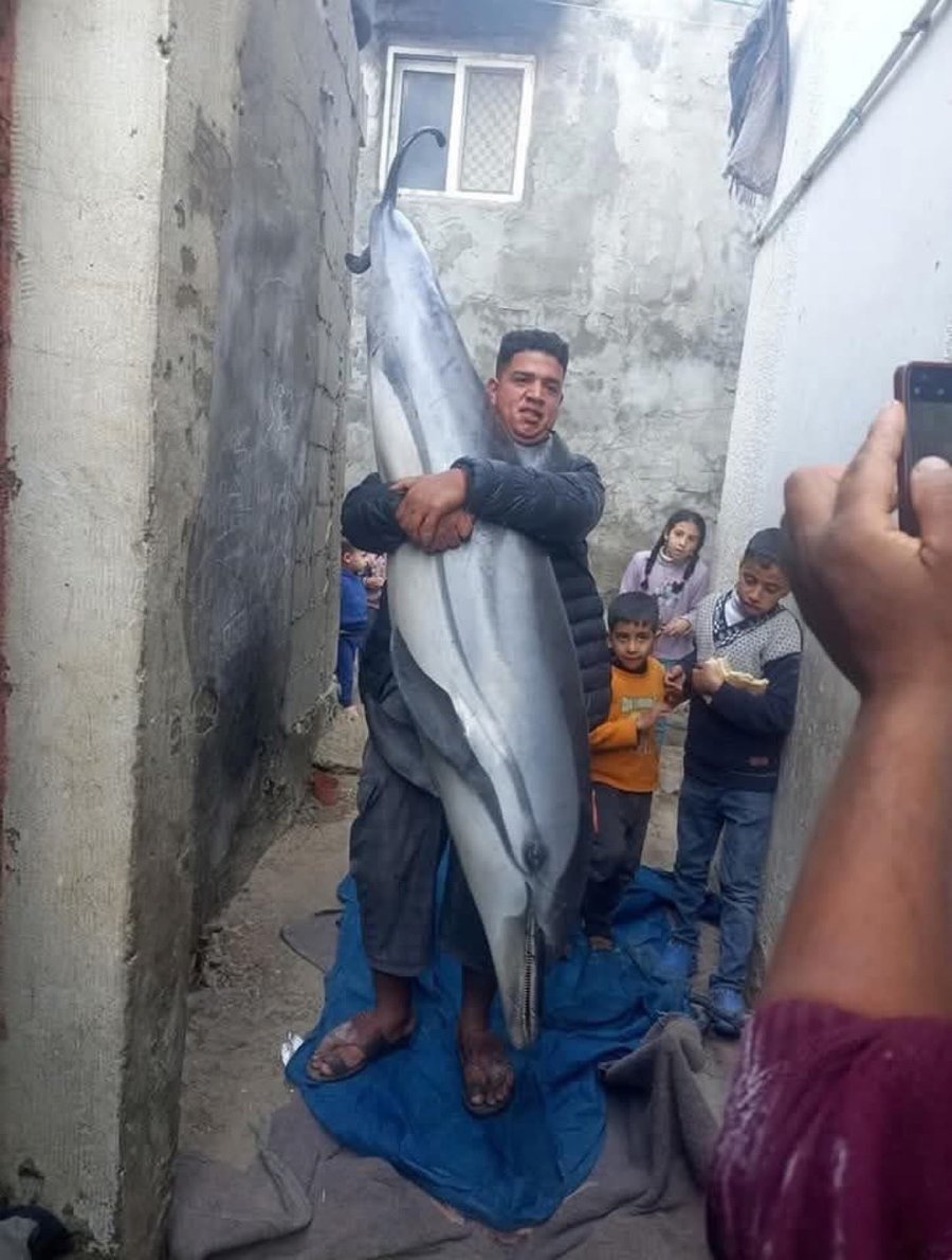 Gaza man catches a dolphin