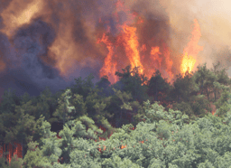 Wildfire