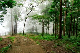  Gokarna forest