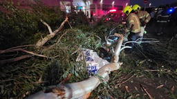 Scene of horrific tragedy where falling tree killed an Israeli man, 28 July 2025