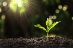 Young plant growing