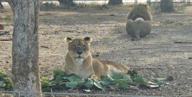 Photo: Safari spokesperson