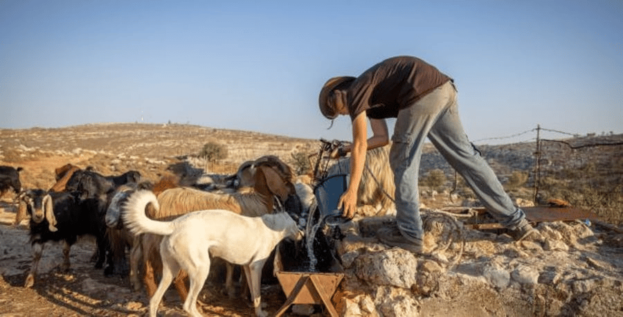 Jewish shepherd in Judea