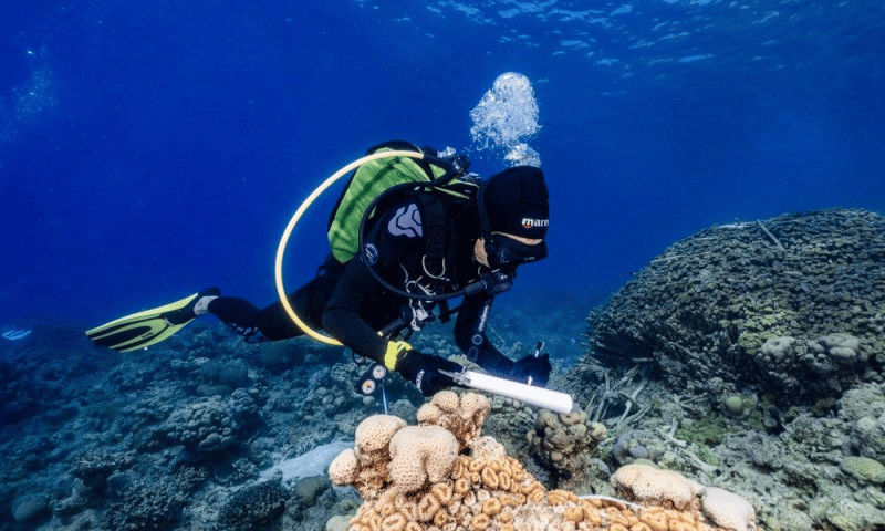 Diver in Eilat - archive
