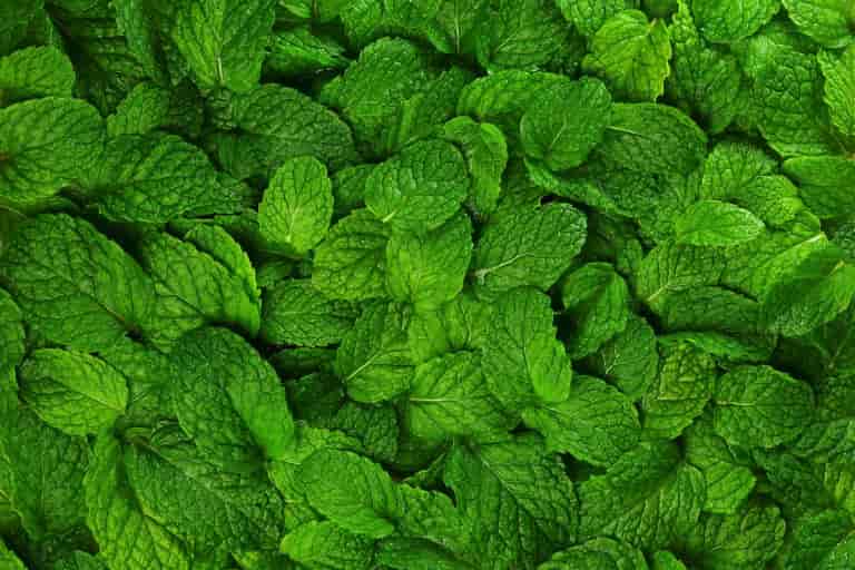 Photo: Shutterstock background