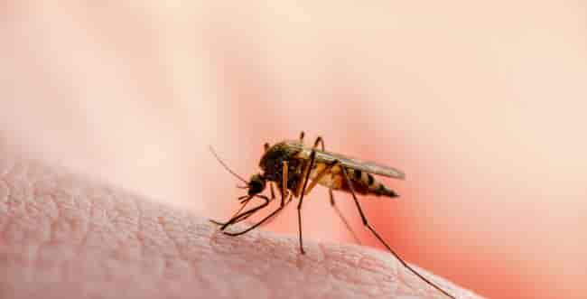 Mosquito, illustration background