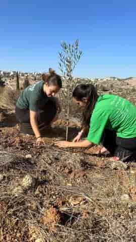 Youth planting trees. background