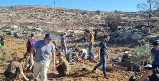 Otniel youth planting trees. background