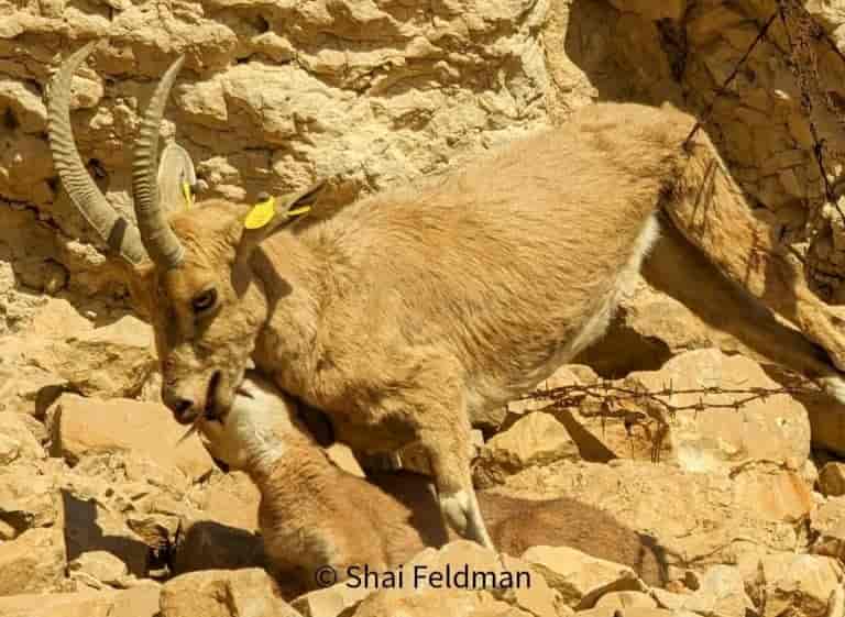 Photo: Shai Feldman background