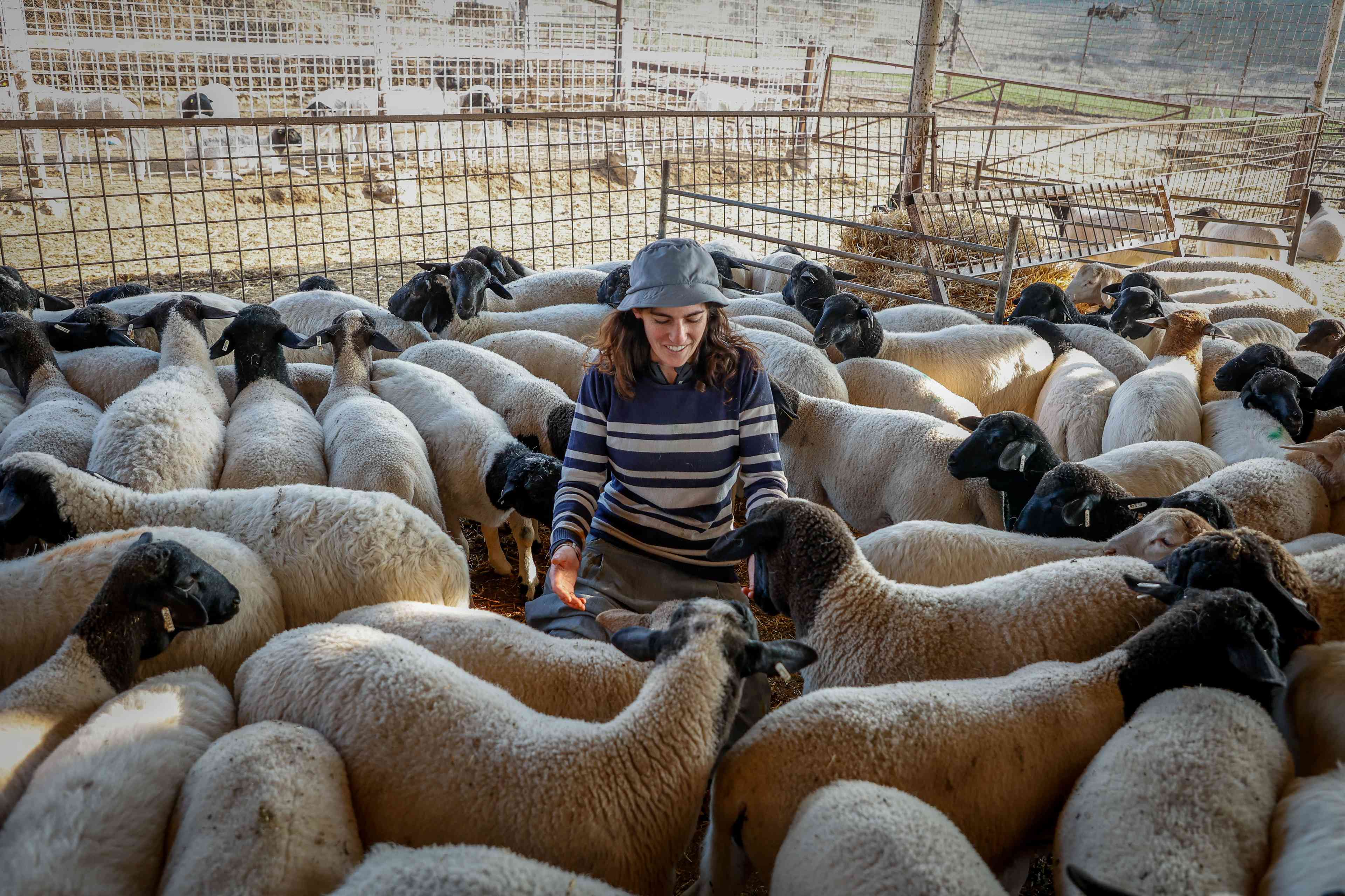 Sheep farm in Israel. background