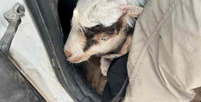 Suspects tried to sneak goats to be sacrificed on Temple Mount background