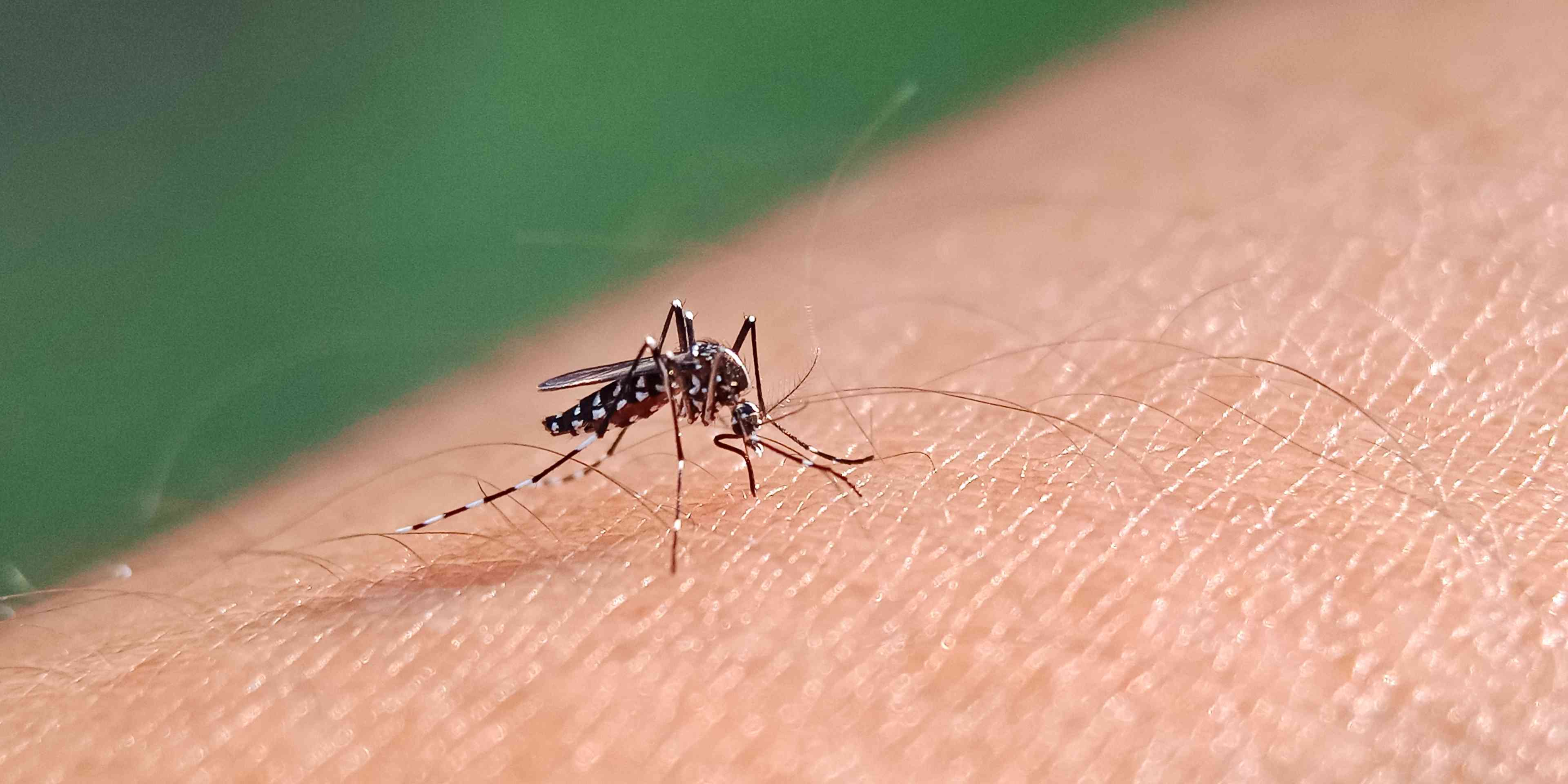 Mosquito. Illustration. background