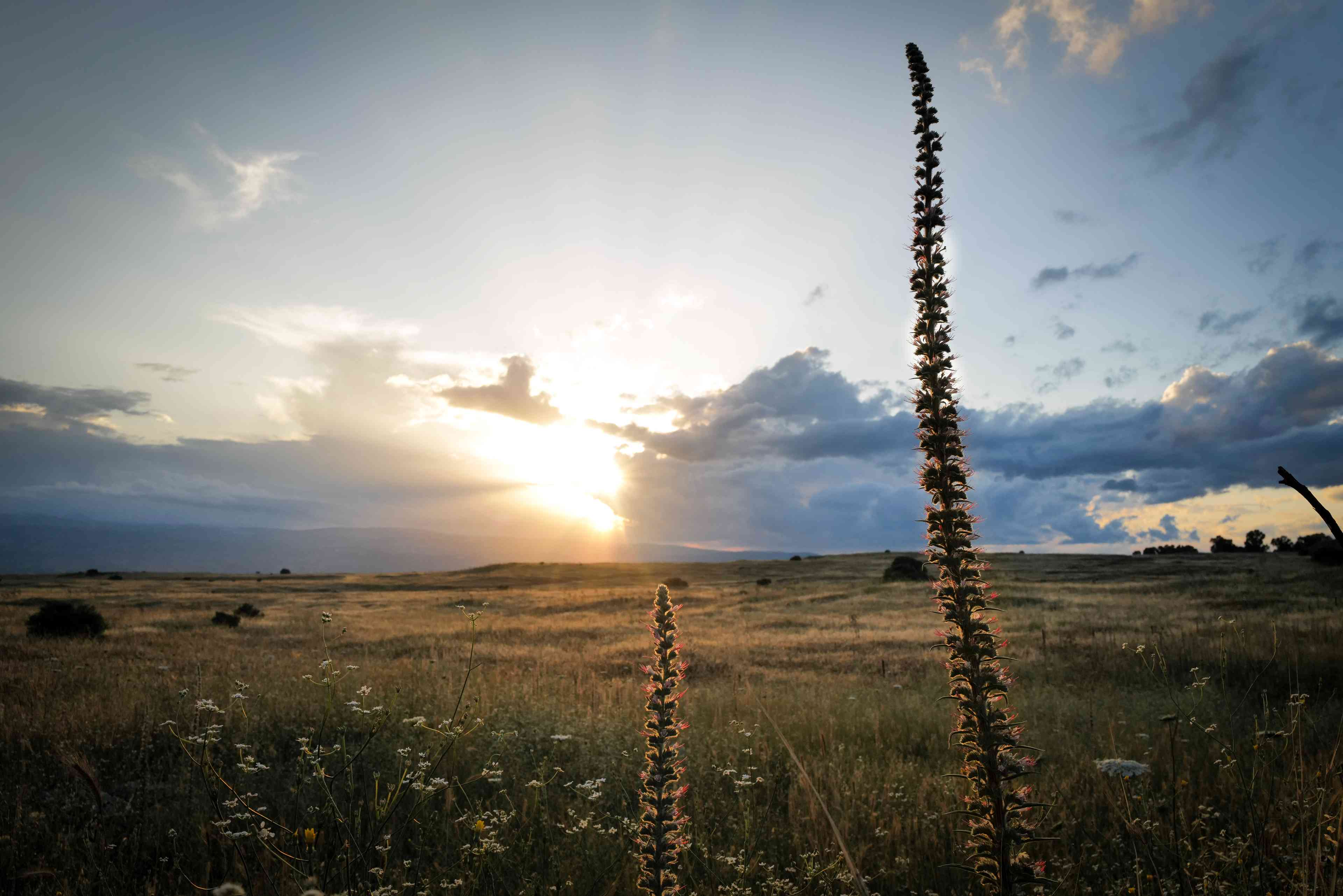 North Israel background
