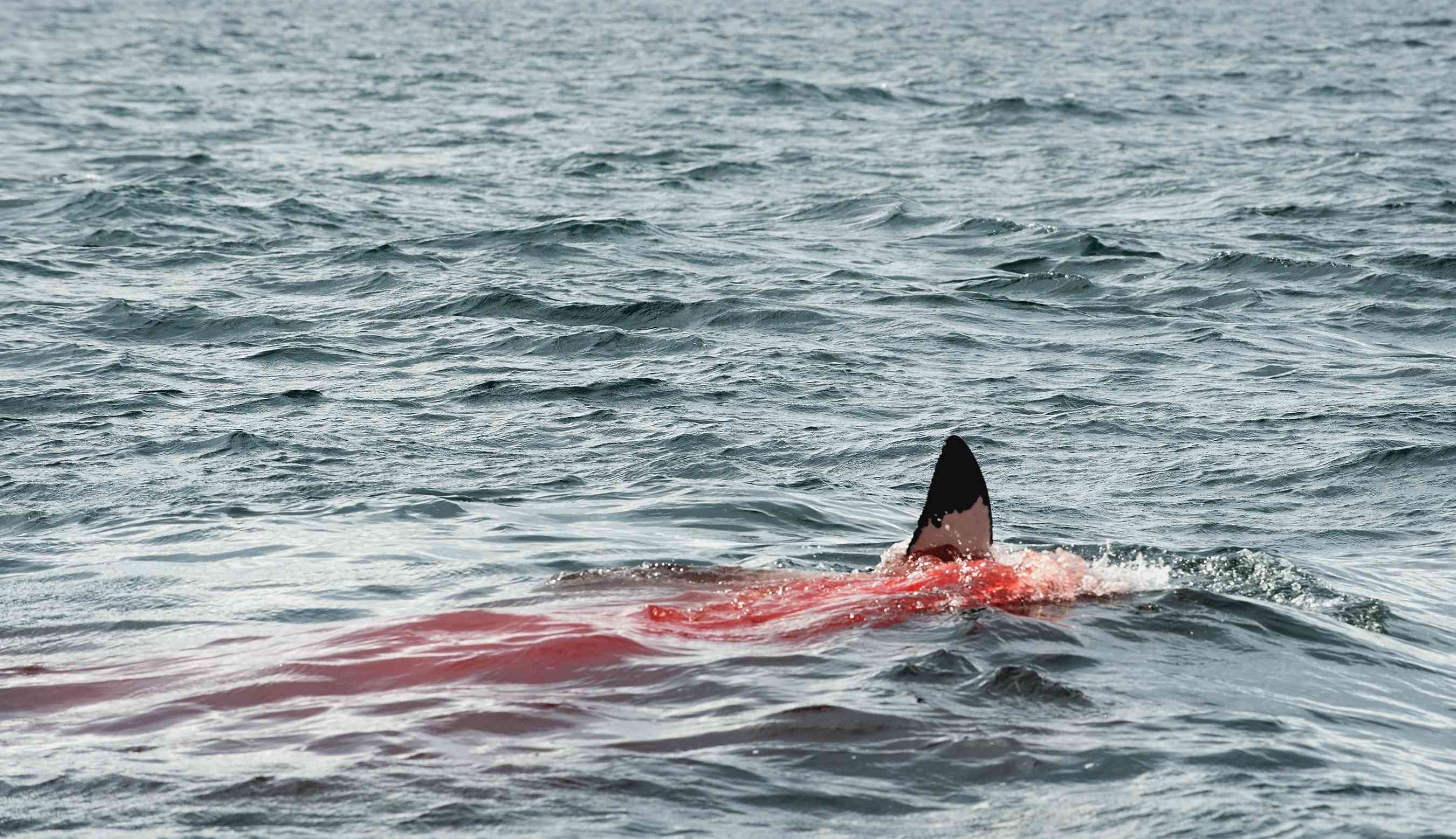 Fin of a Great White Shark background