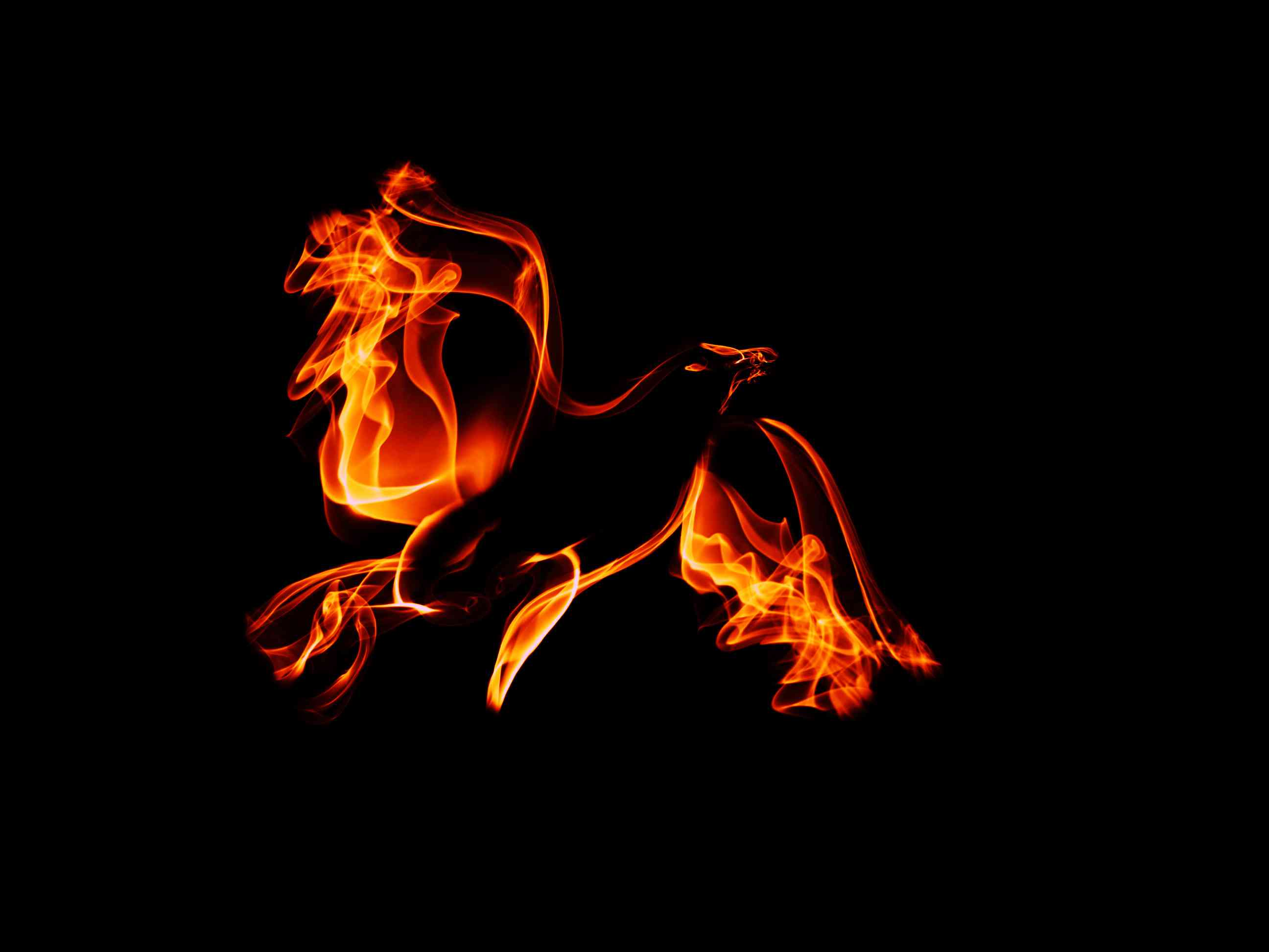 Mythological phoenix bird in flame