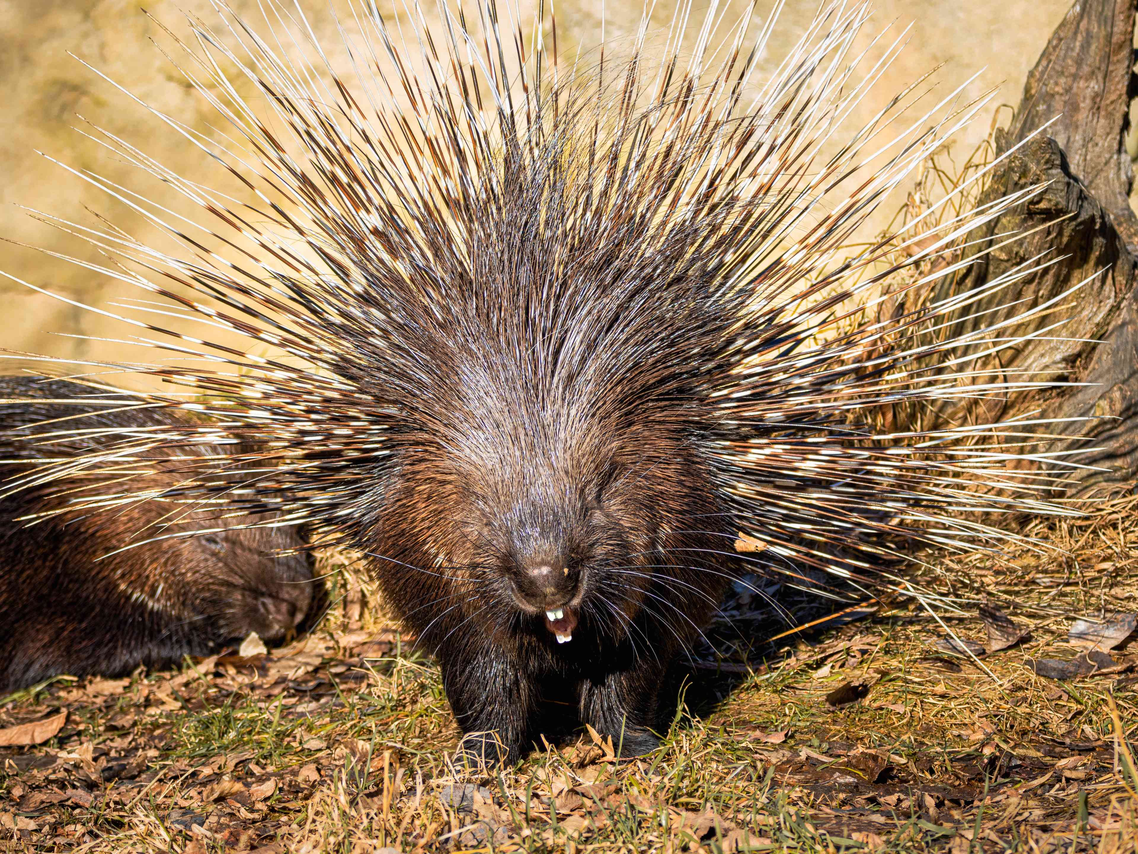 Porcupine for illustration background