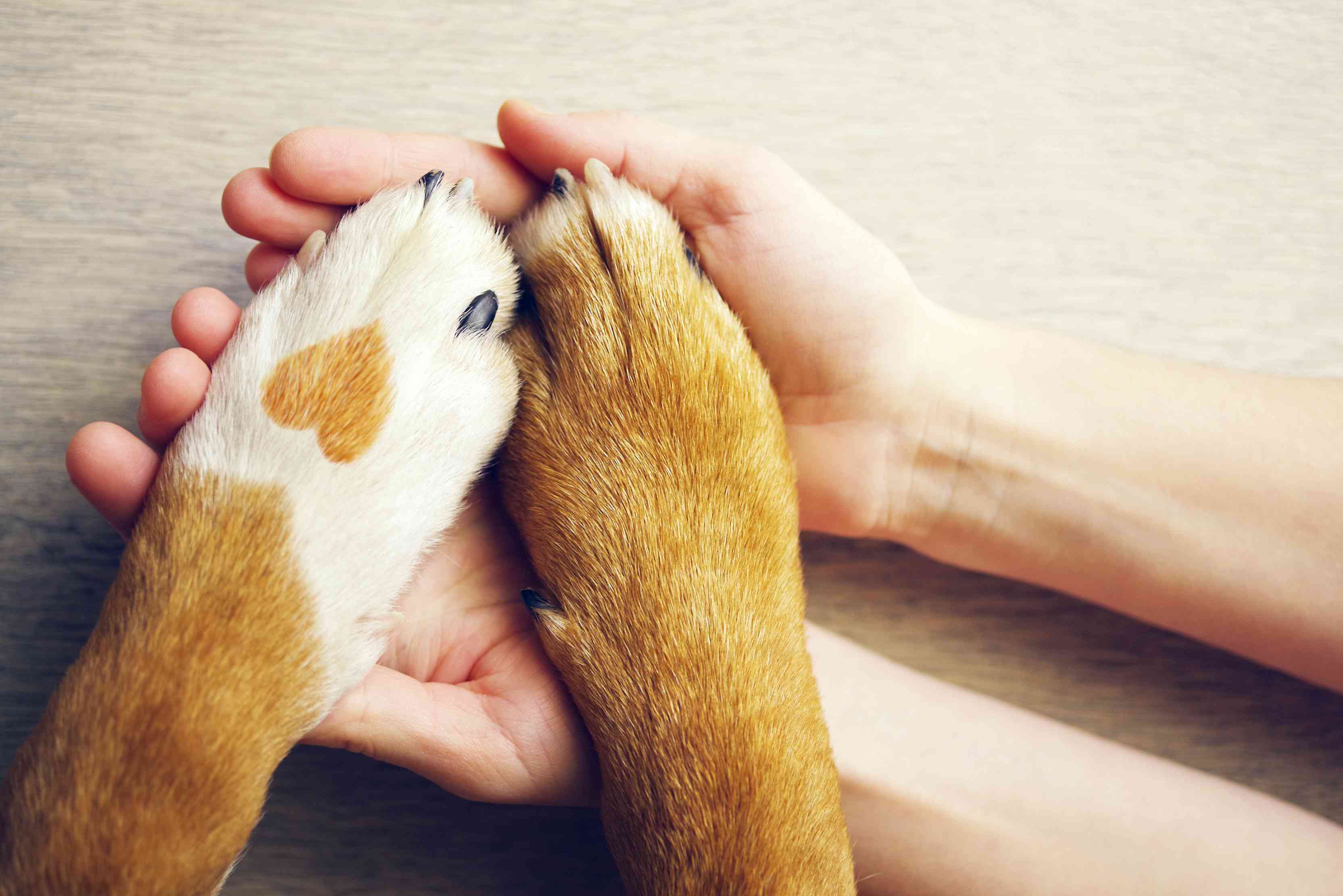 Dog paws and human hands background