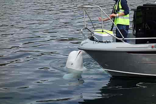 Hvaldimir, a beluga whale suspected of being a Russian spy background