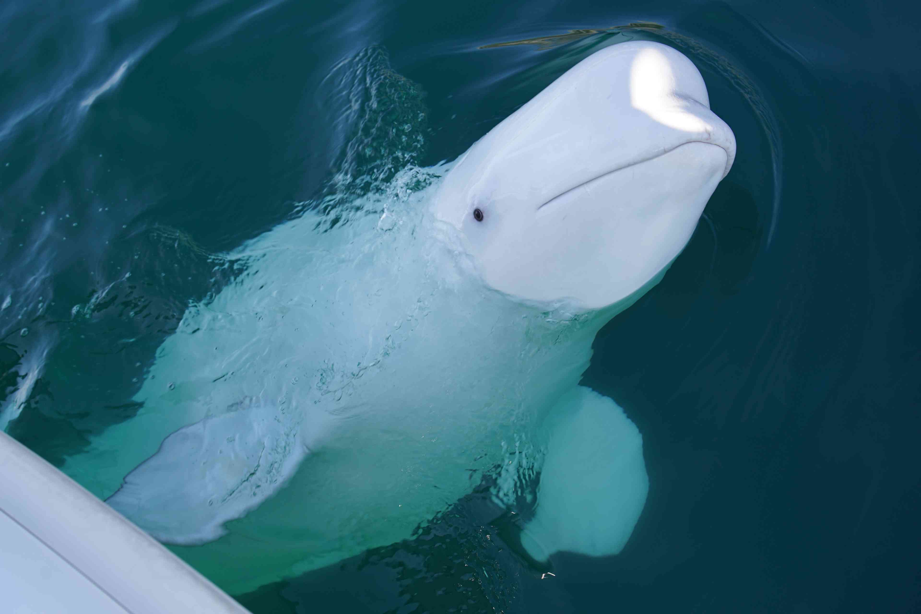 Hvaldimir, a beluga whale suspected of being a Russian spy background