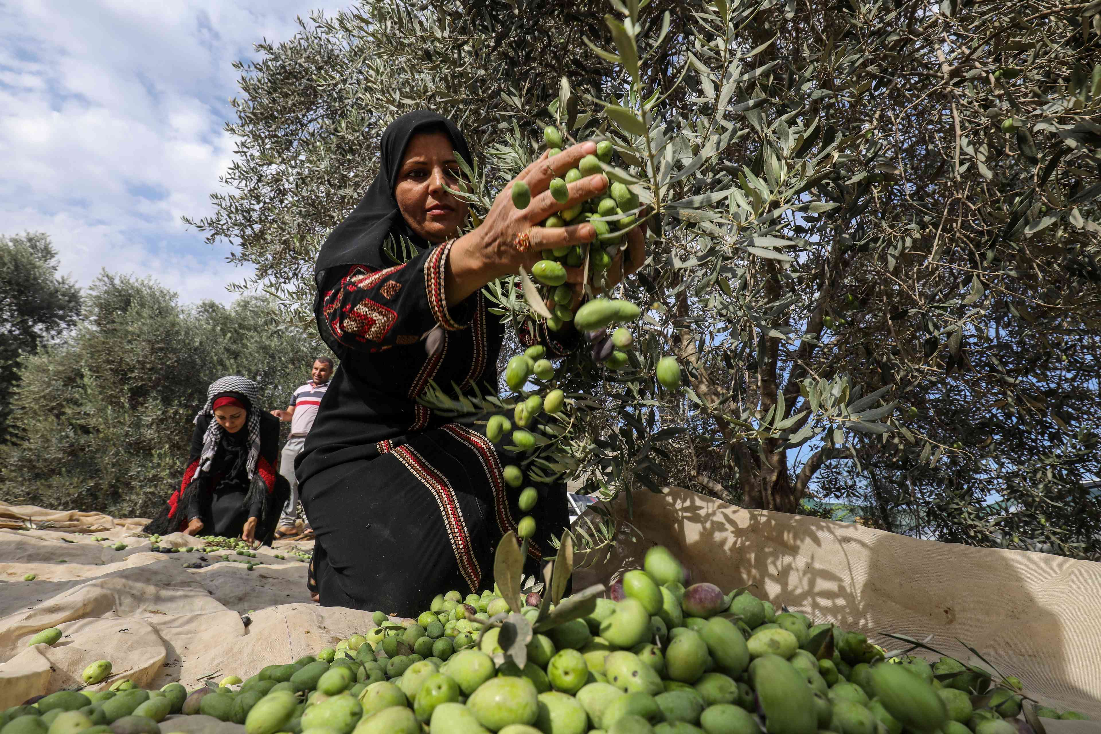 Palestinian olive harvest background