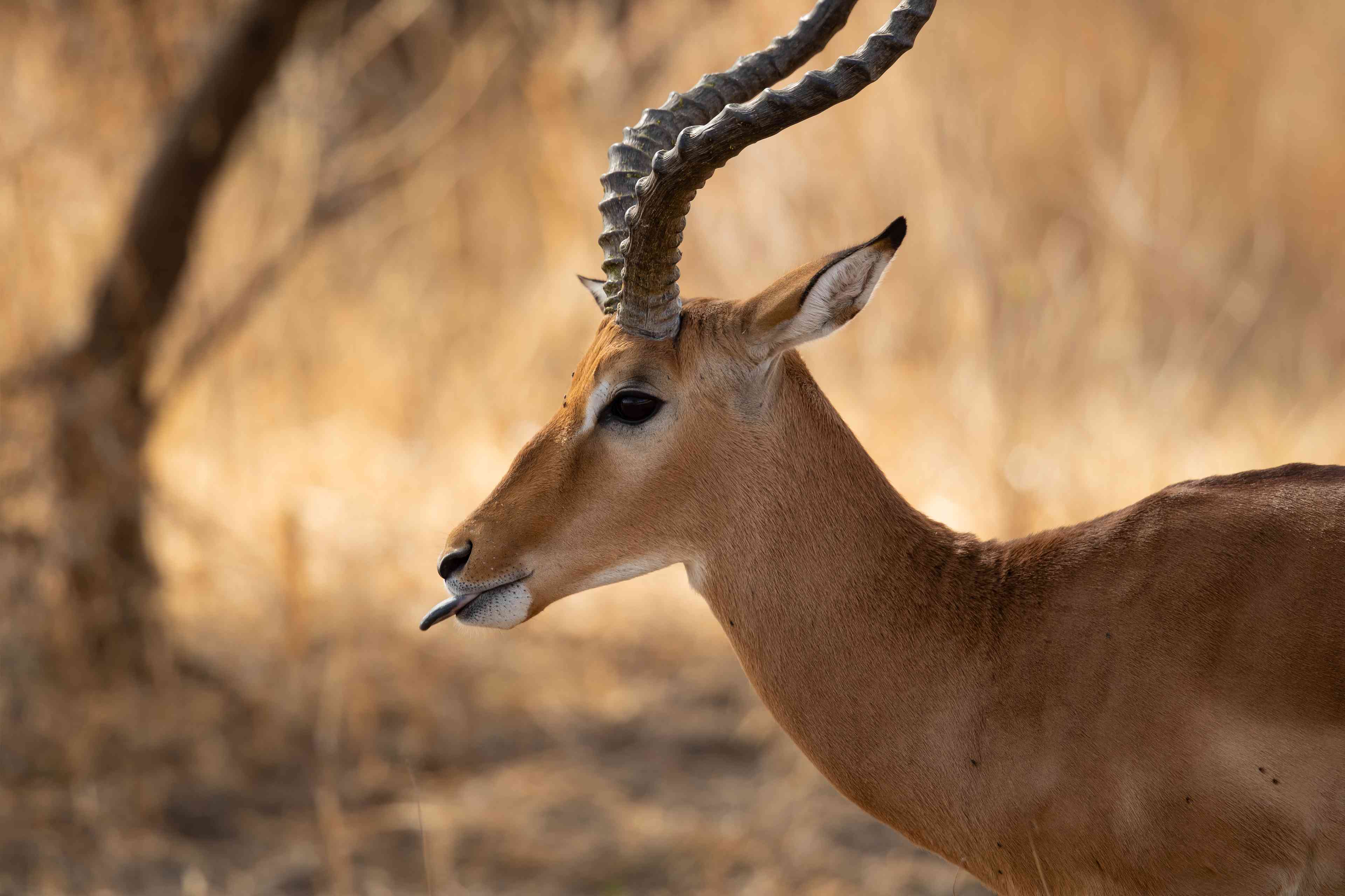 Antelope