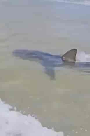 Sharks swimming off the coast of Hadera background