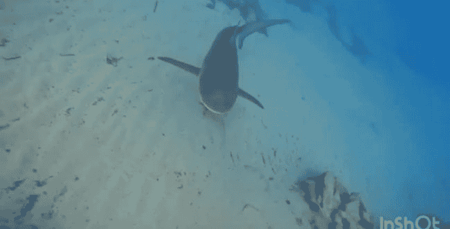 Sharks in Hadera, archive background