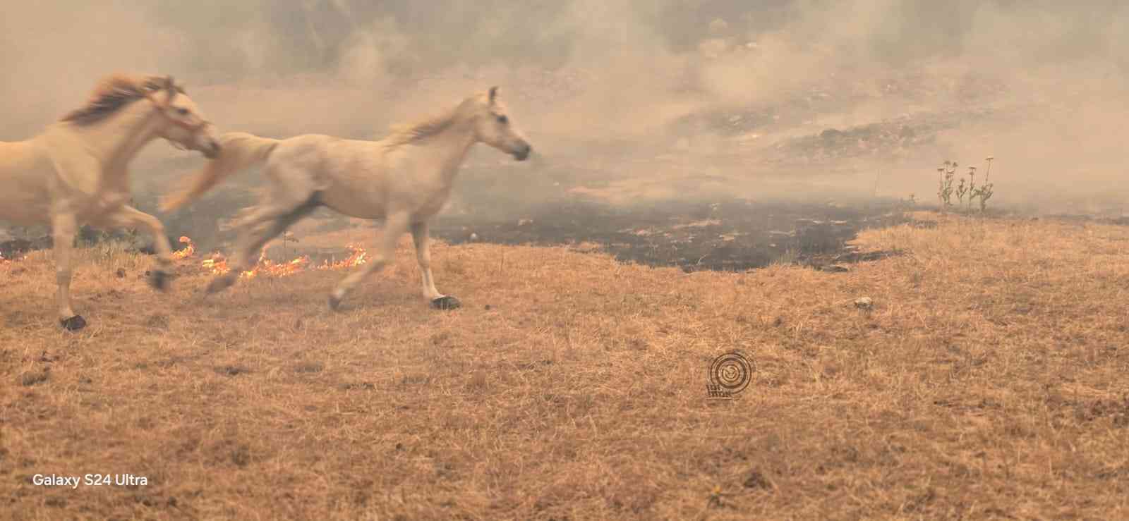 Horses flee wildfire near Jerusalem, 23 April 2025 background