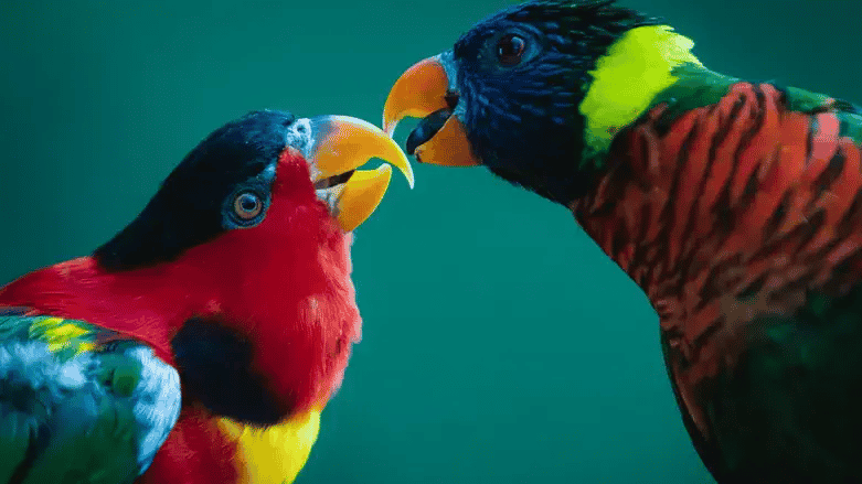 Parrots background