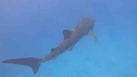 Whale shark background