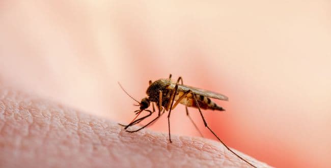 Mosquito, illustration