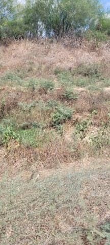 Shapirim Stream Shapirim Stream