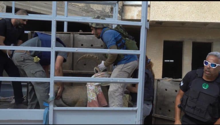 Evacuating four-legged friends. Evacuating four-legged friends.