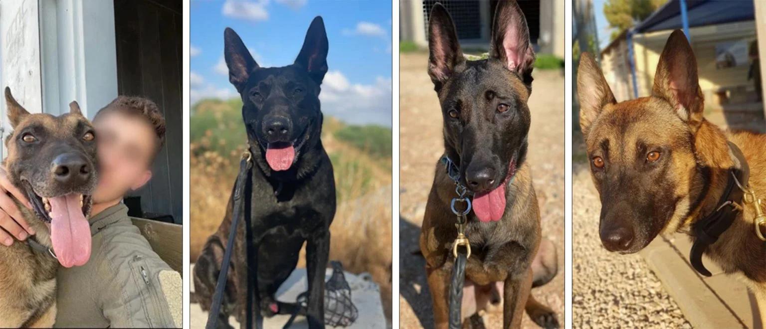 The four dogs that were killed during the operation