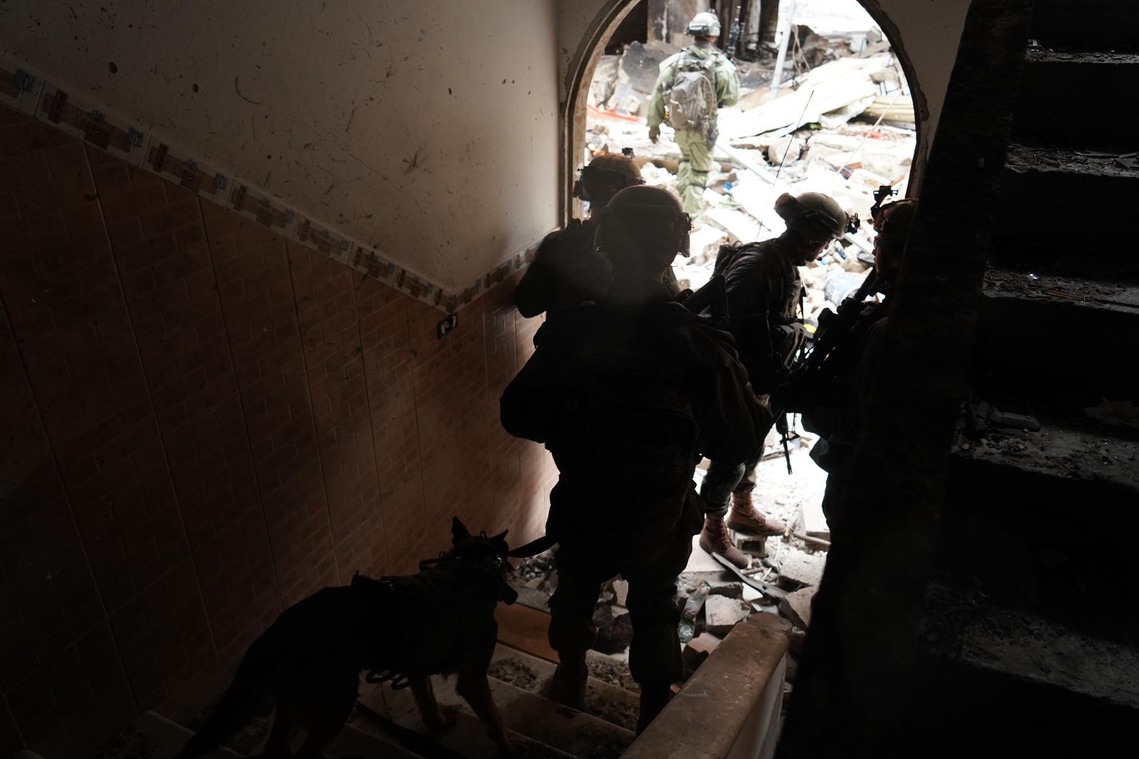 Hunting terrorists with man's best friend. Hunting terrorists with man's best friend.