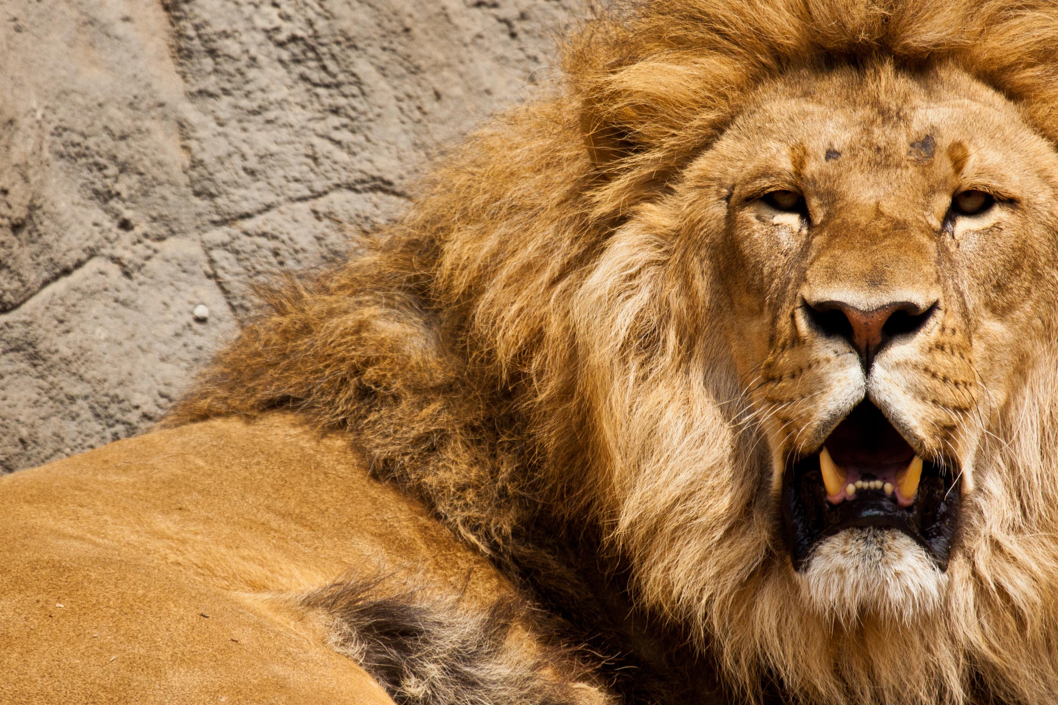 Lion Lion