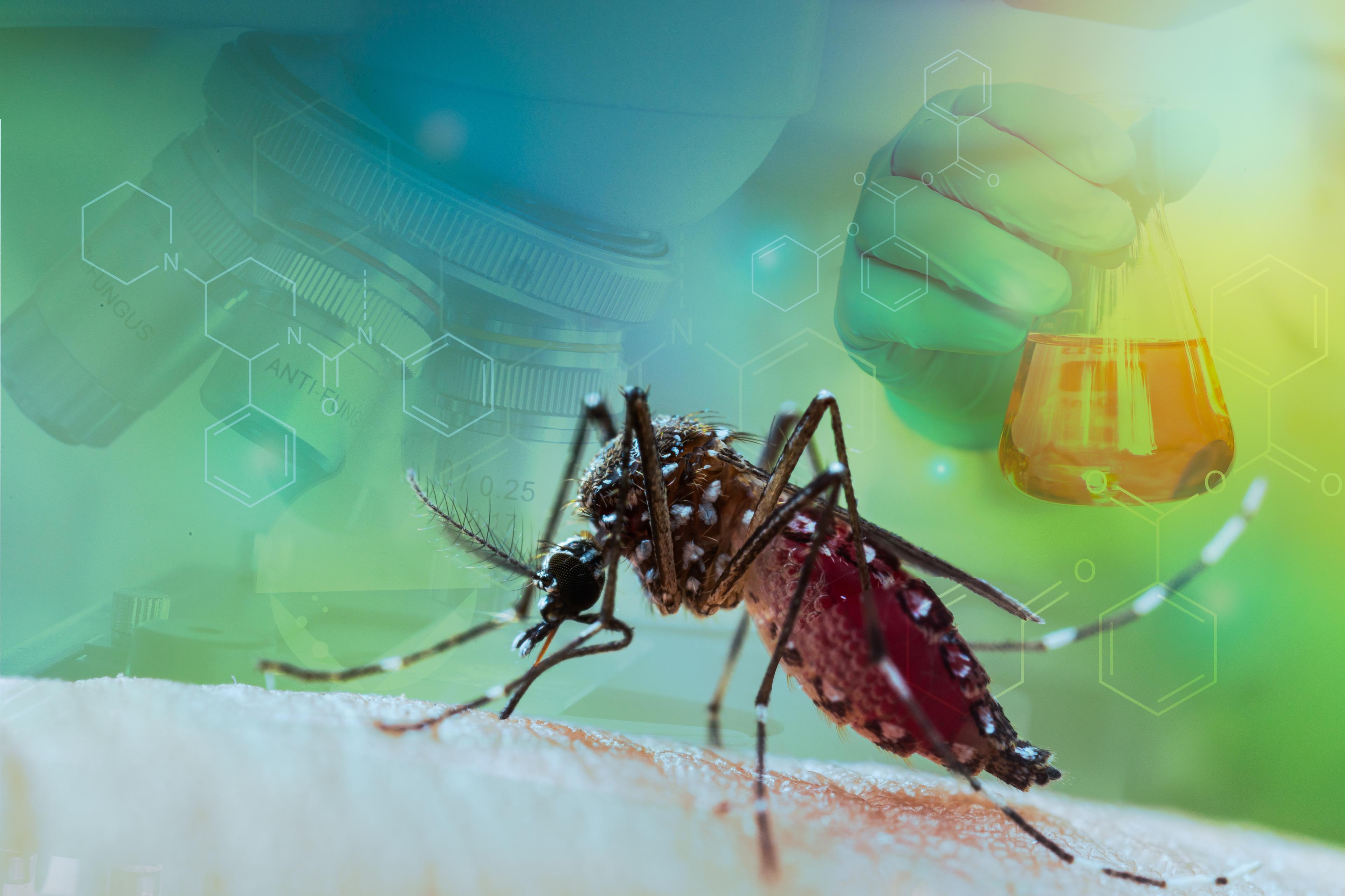 Mosquitoes carrying West nile virus
