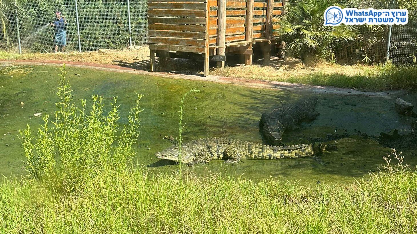 Crocodile at the Jerusalem Biblical Zoo