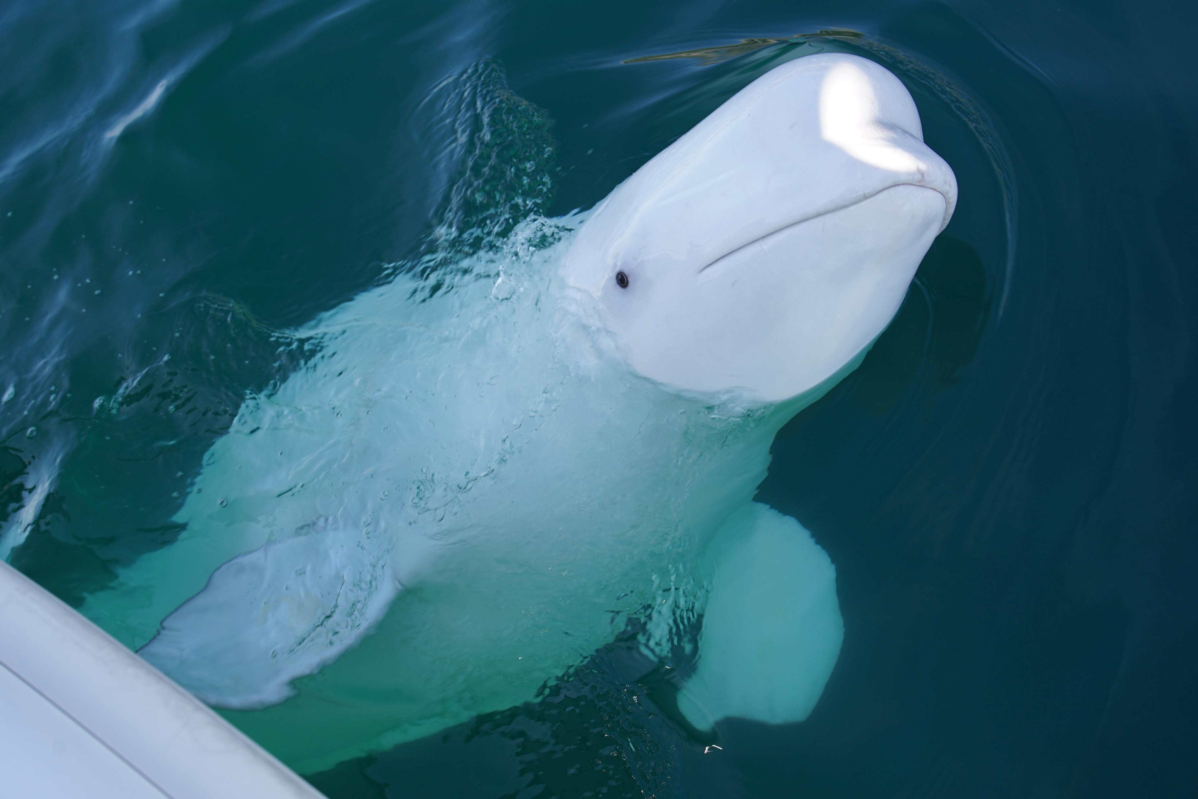 Hvaldimir, a beluga whale suspected of being a Russian spy Hvaldimir, a beluga whale suspected of being a Russian spy